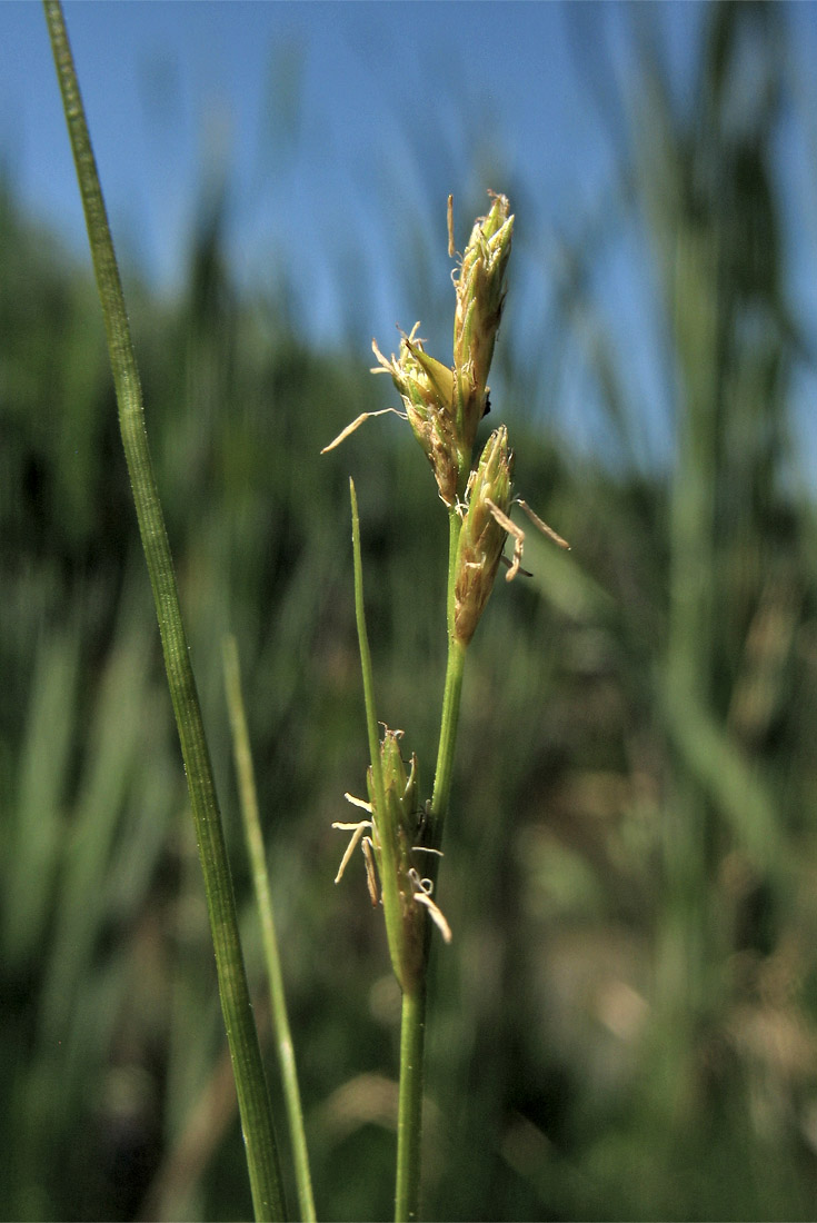 Изображение особи Carex remota.