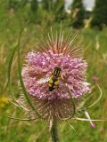 Dipsacus fullonum. Соцветие с кормящейся на нём мухой-журчалкой (сем. Syrphidae). Нидерланды, Гронинген, придорожный газон. 29 июля 2007 г.