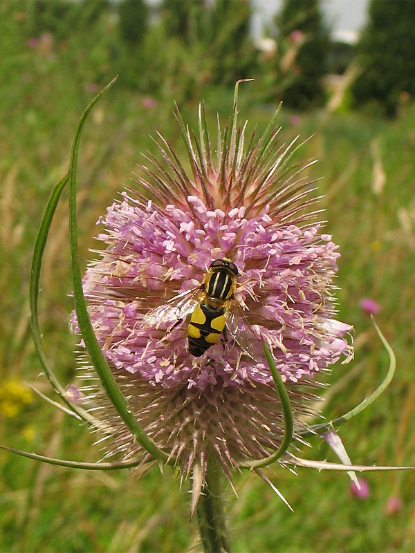 Image of Dipsacus fullonum specimen.