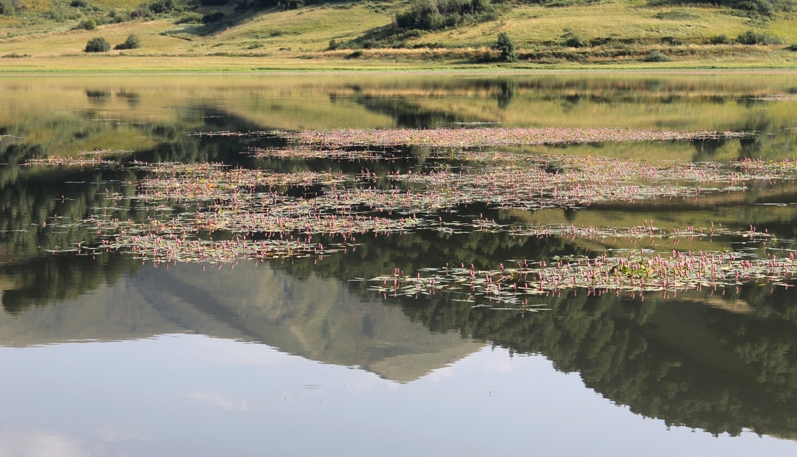 Image of Persicaria amphibia specimen.