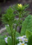 Adonis vernalis