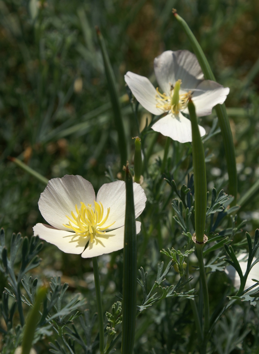 Image of Eschscholzia californica specimen.