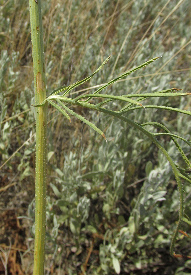 Image of Rhaponticoides taliewii specimen.