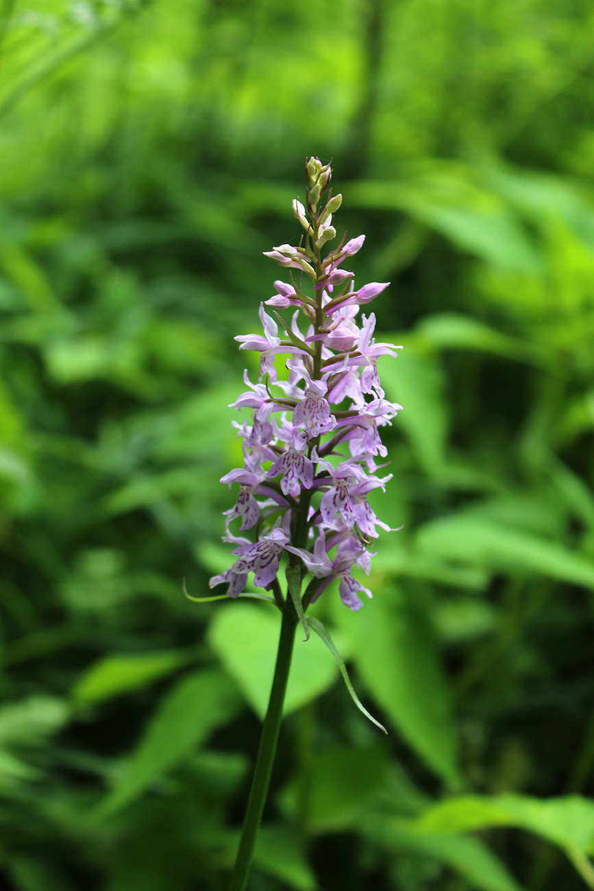 Изображение особи Dactylorhiza fuchsii.