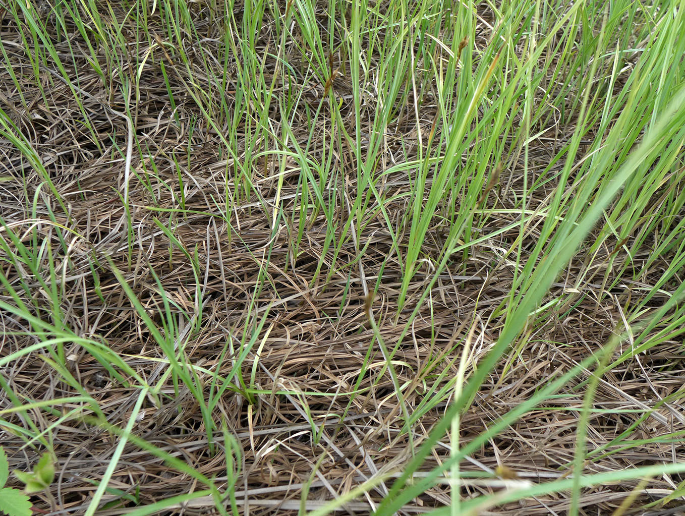 Image of Carex pseudocuraica specimen.