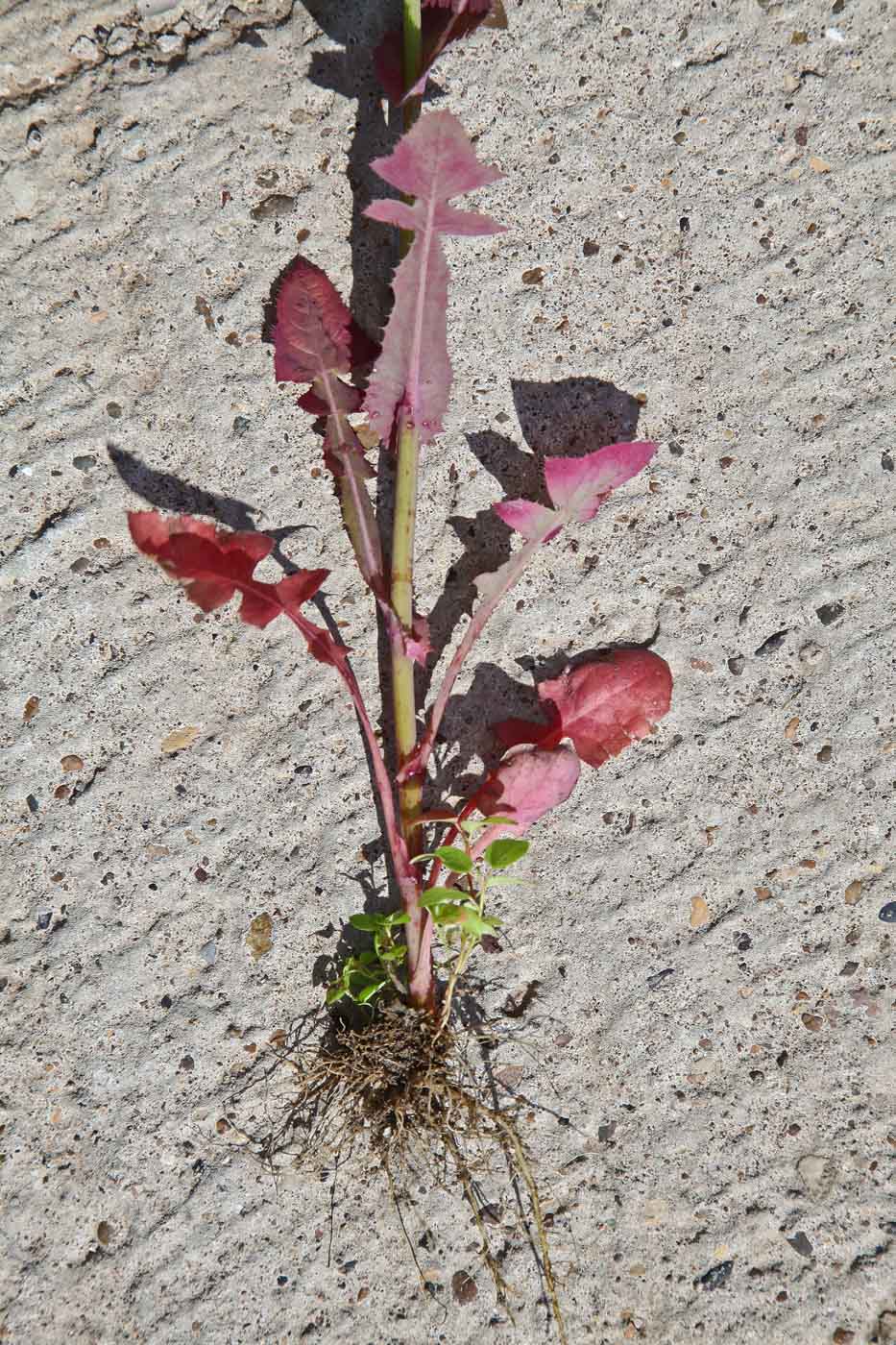 Изображение особи Sonchus oleraceus.