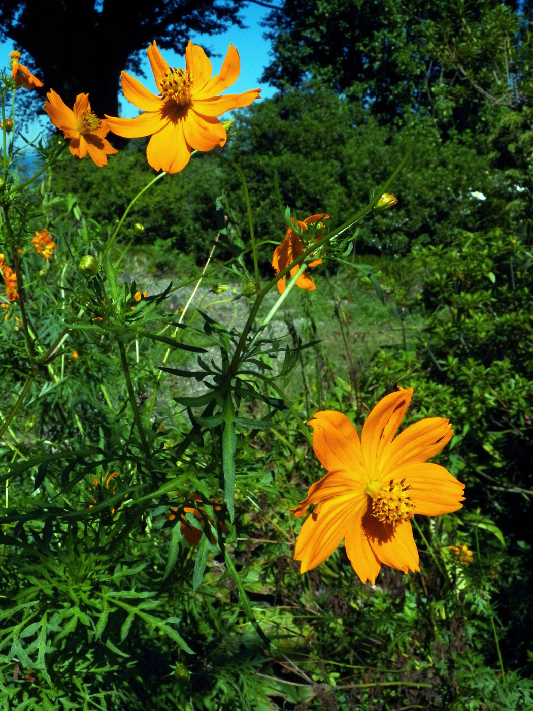 Изображение особи Cosmos sulphureus.