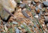 Agropyron cristatum. Верхушки побегов с соцветиями. Монголия, аймак Увс, перевал Оготор-Хамар-Даваа, ≈ 2100 м н.у.м., каменистый сухой склон. 12.06.2017.