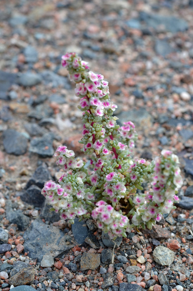 Image of Halogeton glomeratus specimen.