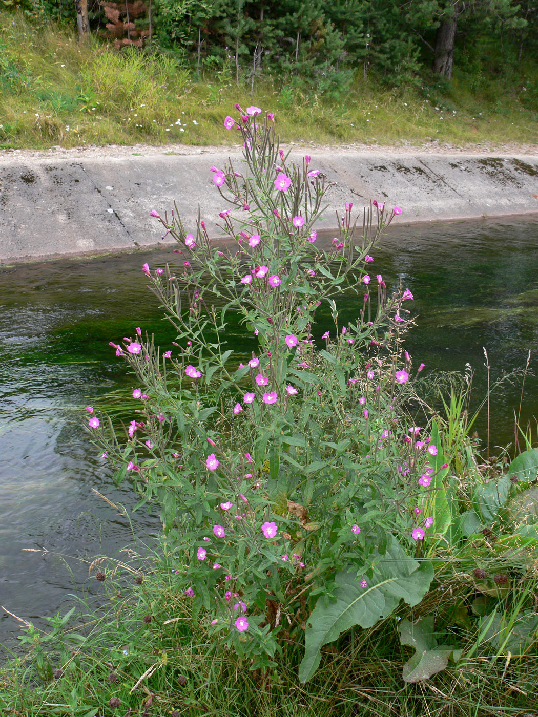 Image of Epilobium hirsutum specimen.