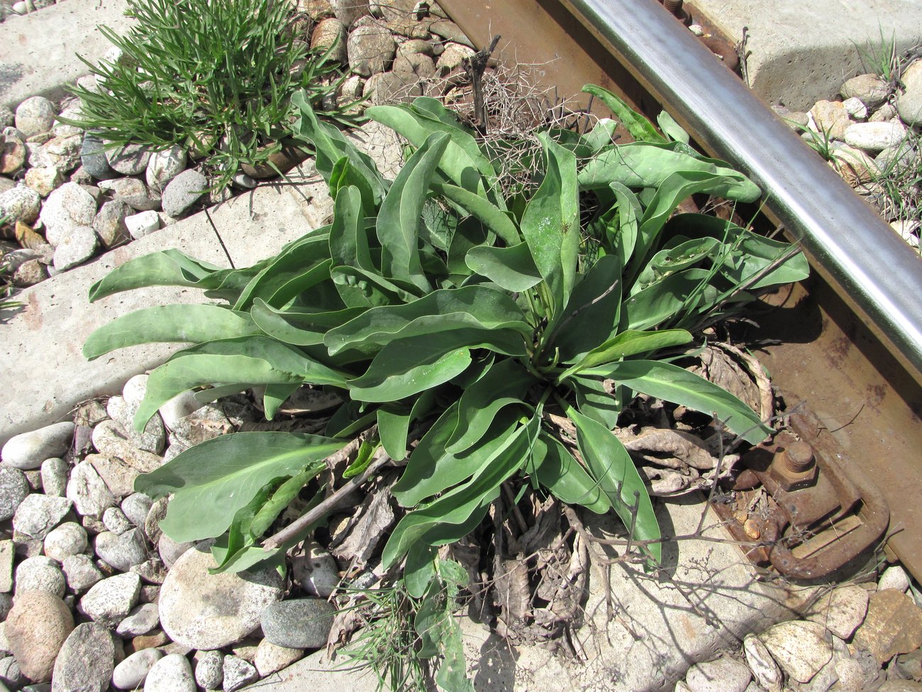 Image of genus Limonium specimen.