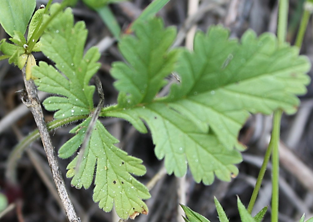 Изображение особи Erodium ciconium.