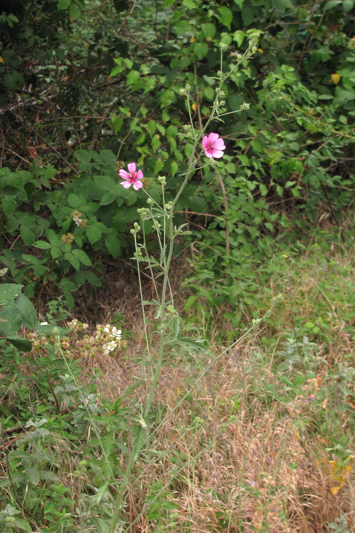 Изображение особи Althaea cannabina.