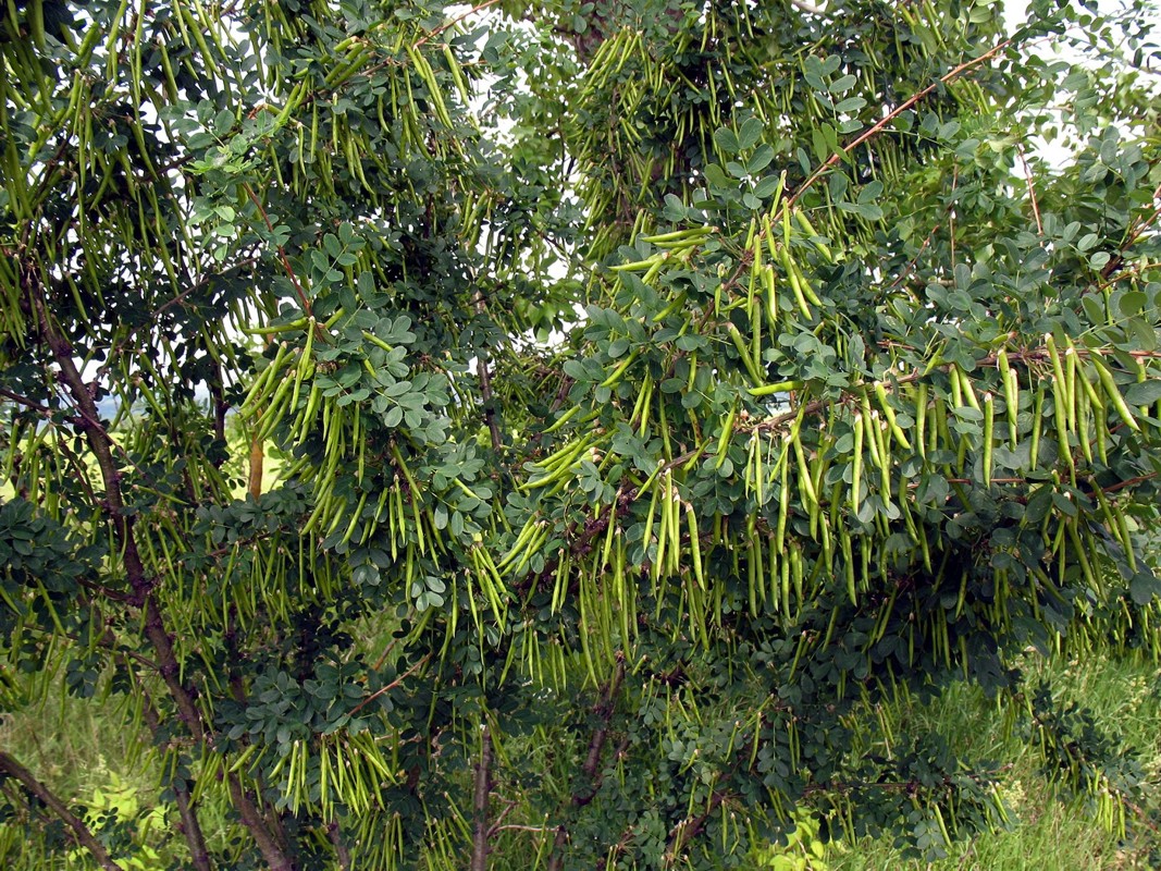 Image of Caragana arborescens specimen.