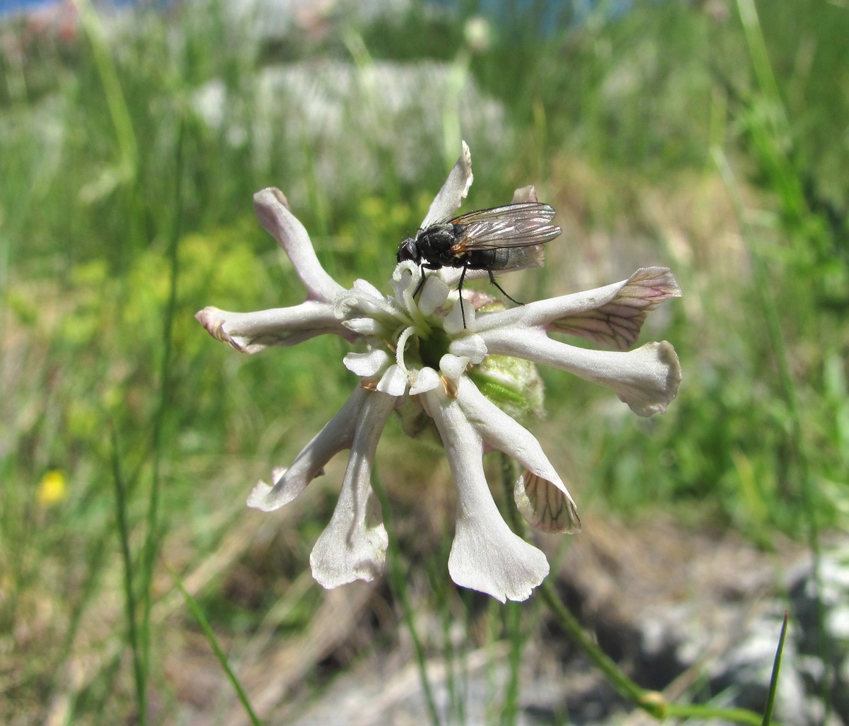 Image of Silene lychnidea specimen.