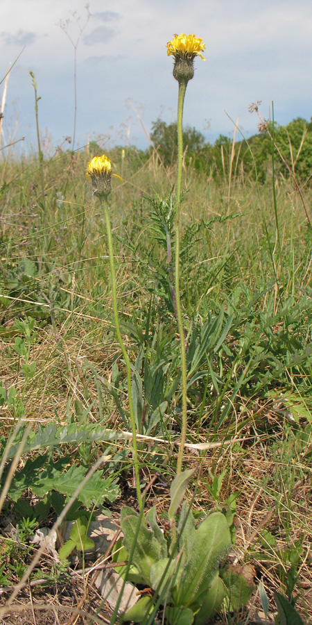 Image of Trommsdorffia maculata specimen.