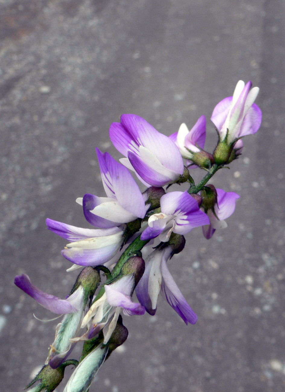 Изображение особи Astragalus alpinus.