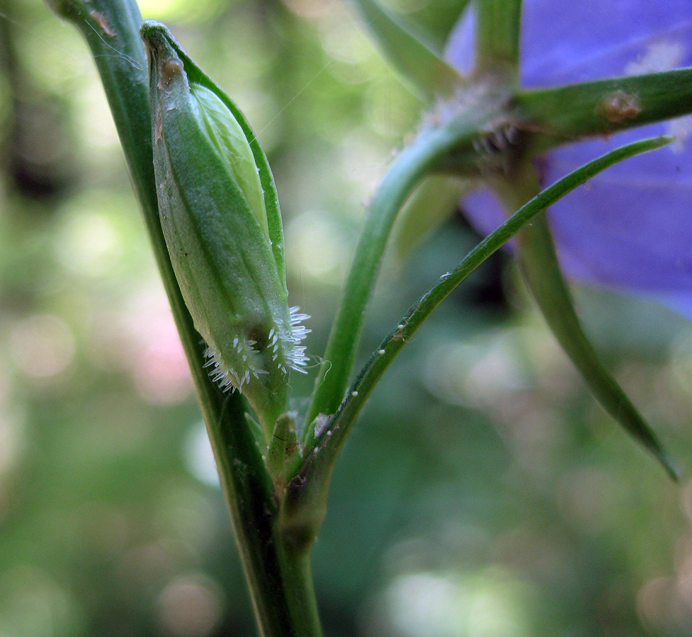 Image of Campanula persicifolia specimen.