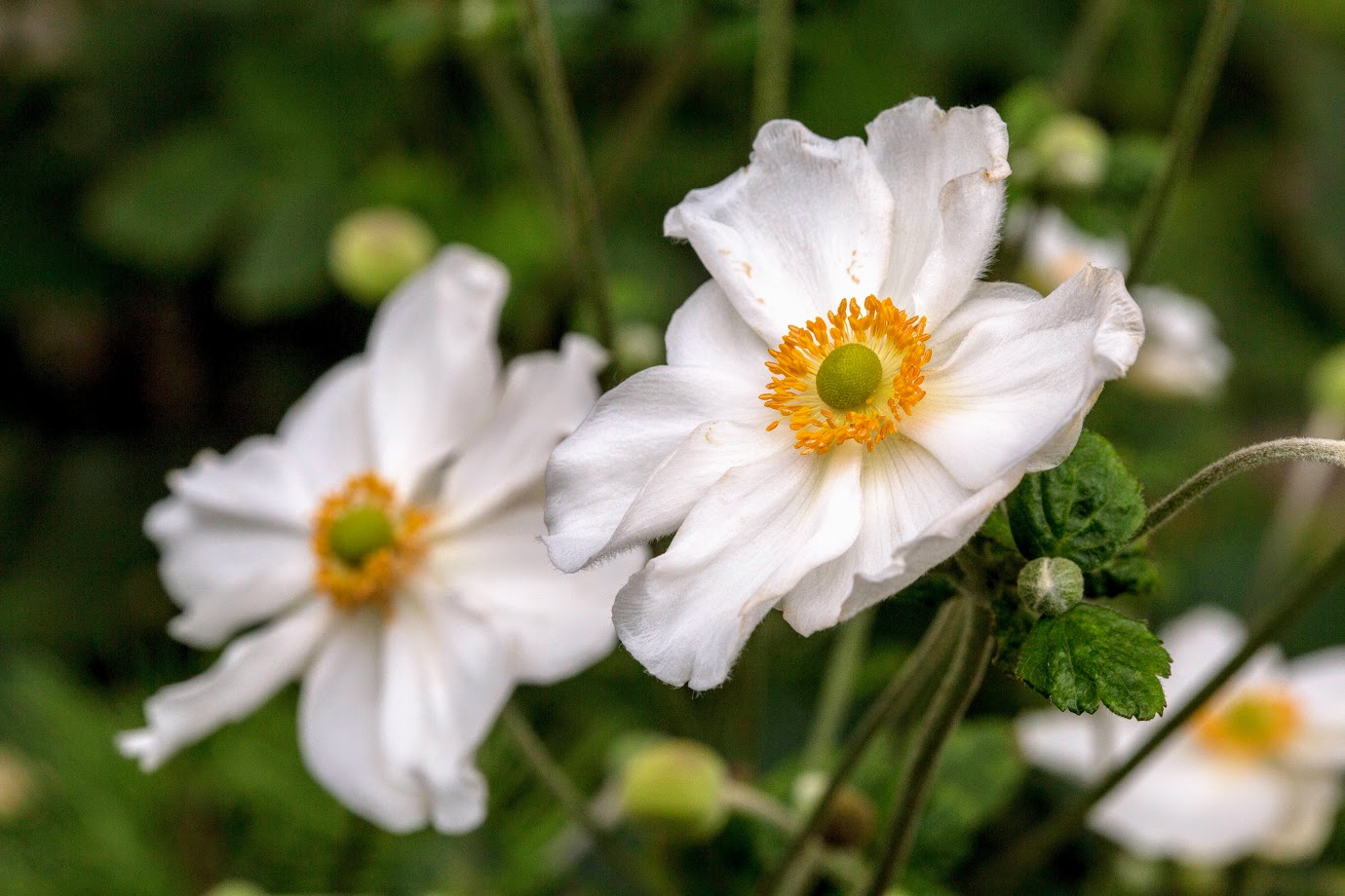 Изображение особи Anemone hupehensis.