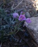 genus Veronica. Верхушка цветущего растения. Грузия, край Самцхе-Джавахети, Аспиндзский муниципалитет, окр. крепости Тмогви, левый борт долины р. Кура, восточный склон Эрушетского нагорья. 12.10.2018.