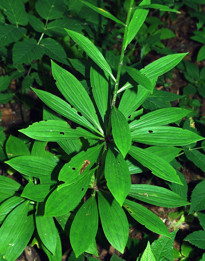 Image of Lilium martagon specimen.