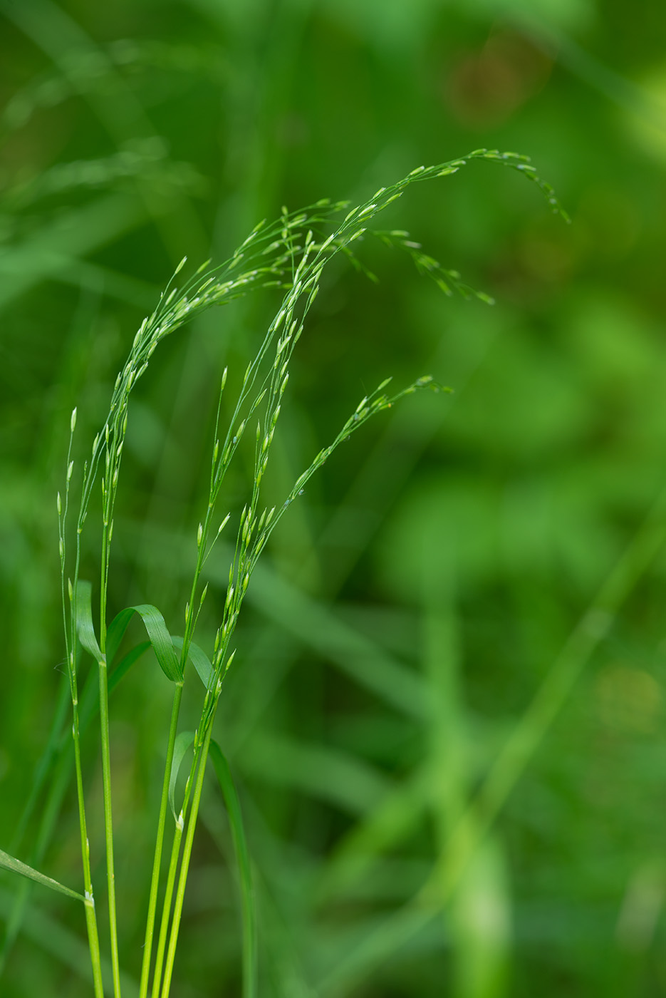 Изображение особи Poa palustris.