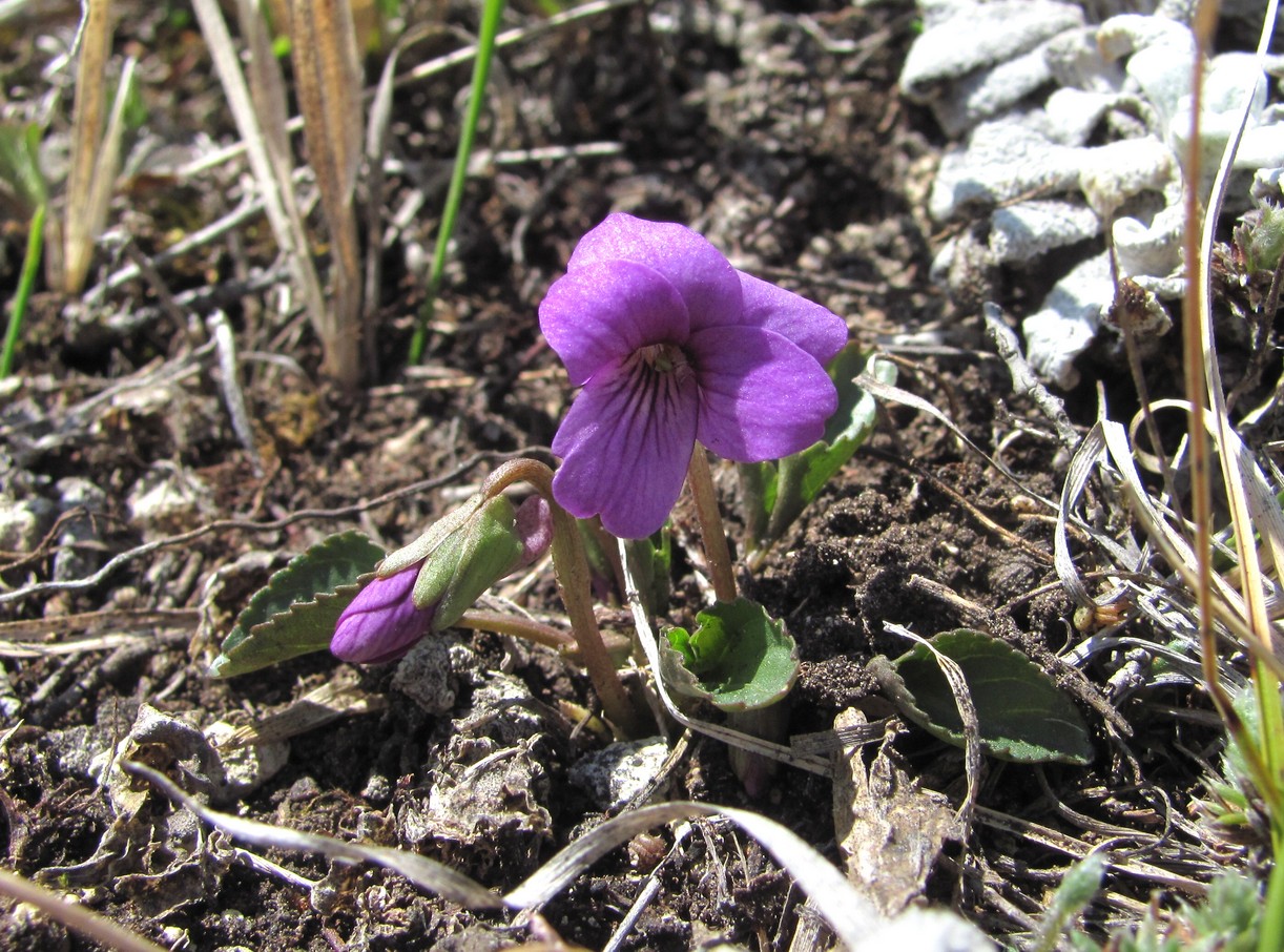 Image of Viola somchetica specimen.