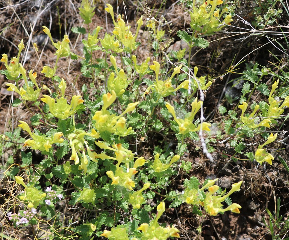 Image of genus Scutellaria specimen.