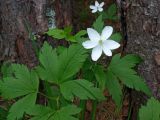 Anemone umbrosa