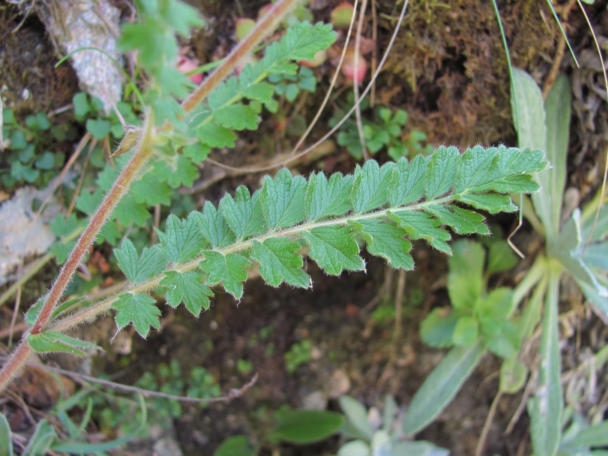 Image of Potentilla pimpinelloides specimen.