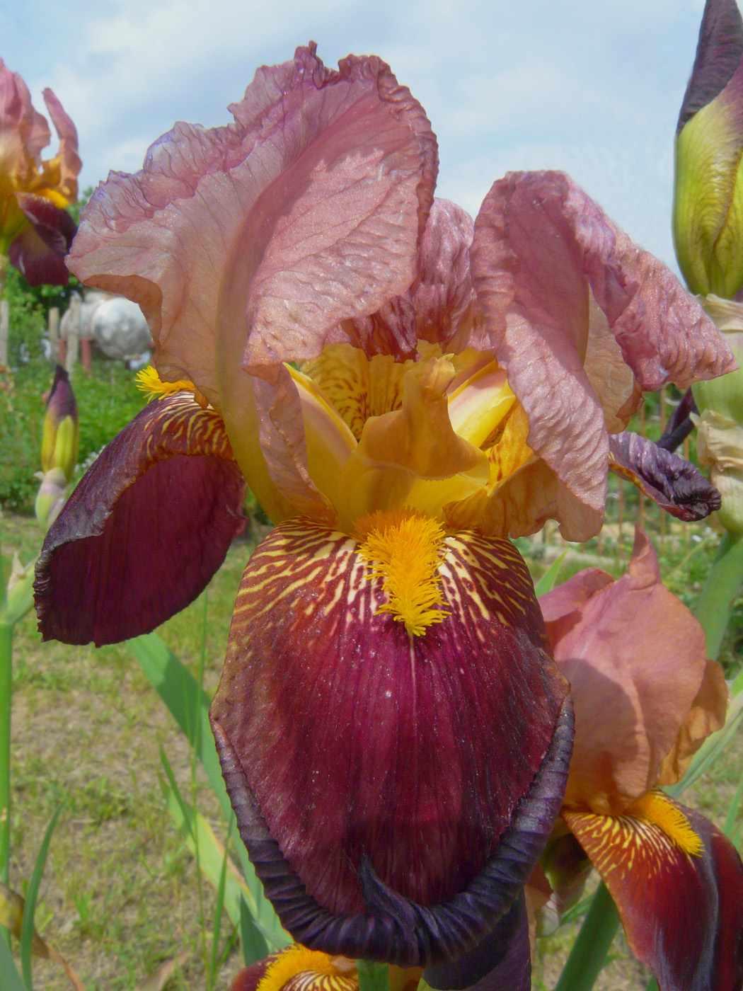 Image of Iris &times; hybrida specimen.