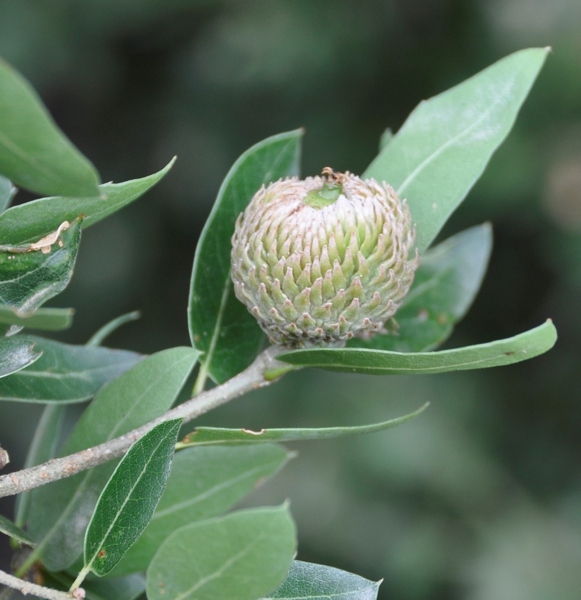 Image of genus Quercus specimen.