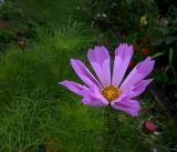 Cosmos bipinnatus