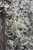 Evernia mesomorpha. Таллом среди колонии Hypogymnia physodes. Костромская обл., Судиславский р-н, окр. дер. Антипино, опушка леса, на стволе березы. 25.01.2020.