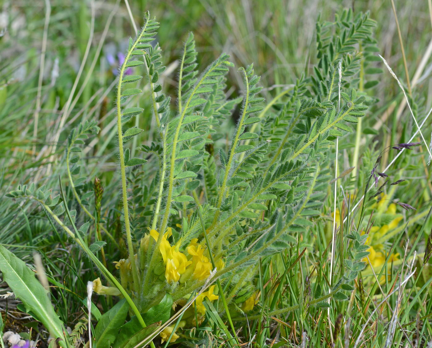 Изображение особи Astragalus lithophilus.