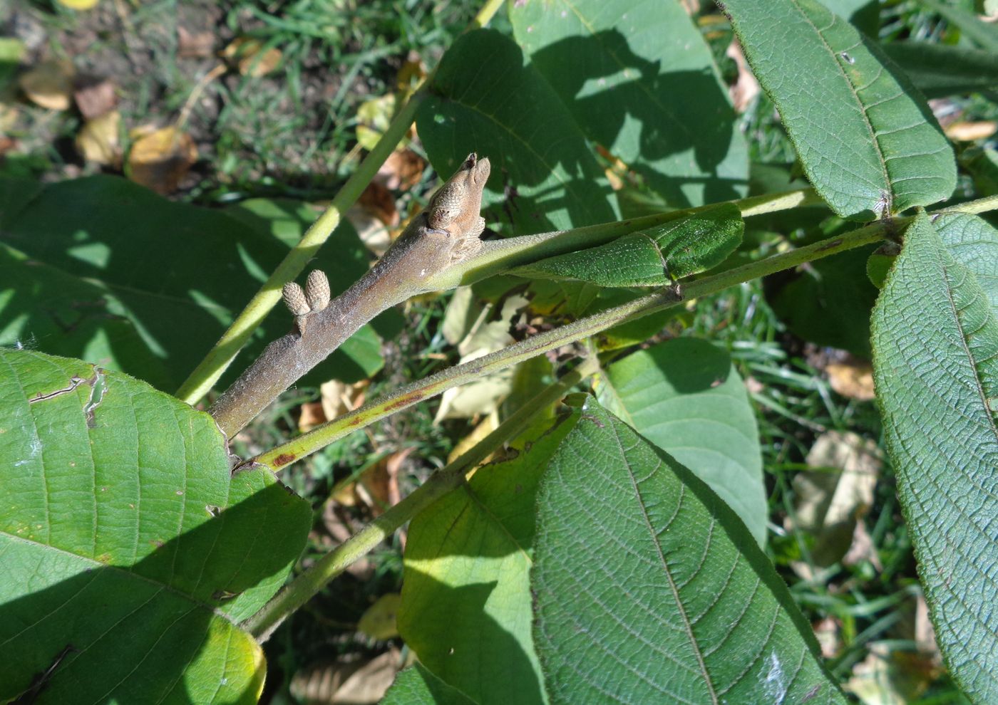 Изображение особи Juglans mandshurica.