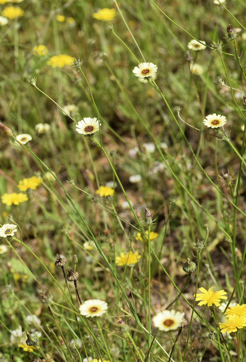 Image of Tolpis umbellata specimen.