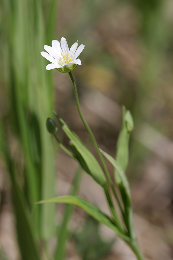 Изображение особи Stellaria holostea.