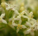 genus Galium