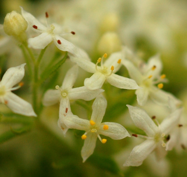 Image of genus Galium specimen.