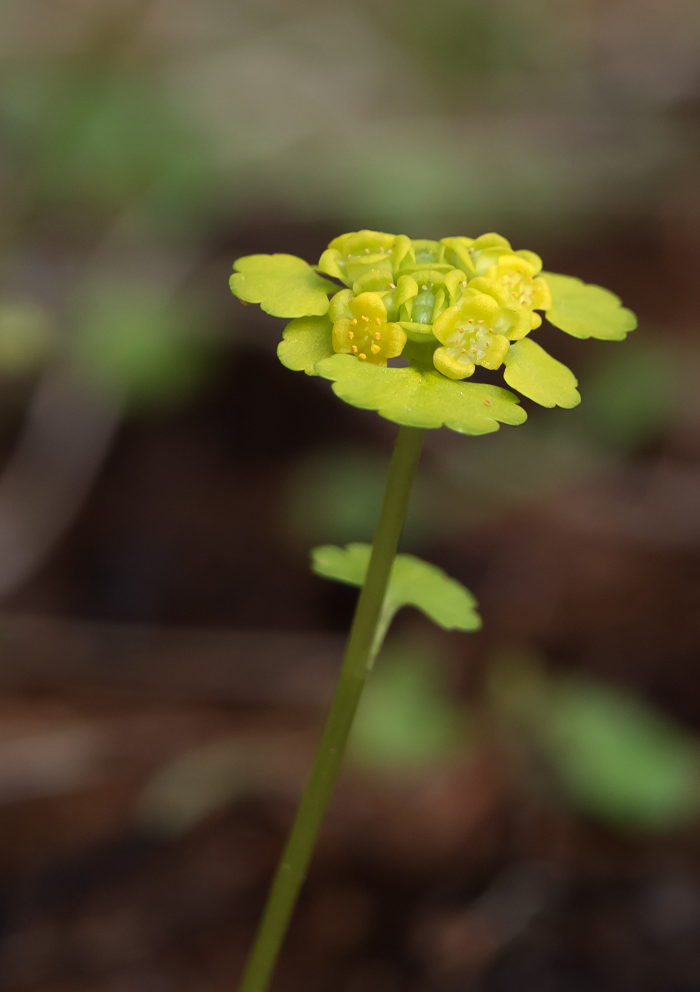 Изображение особи Chrysosplenium sibiricum.