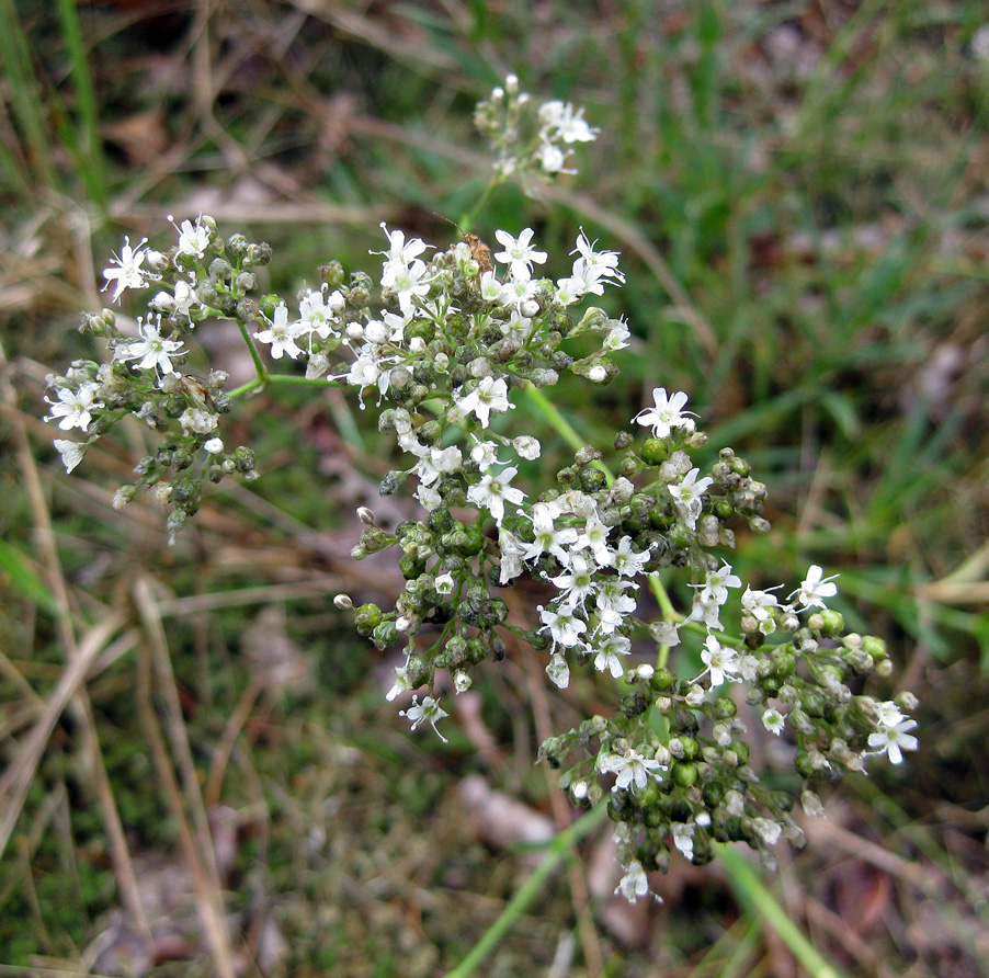 Image of Gypsophila fastigiata specimen.