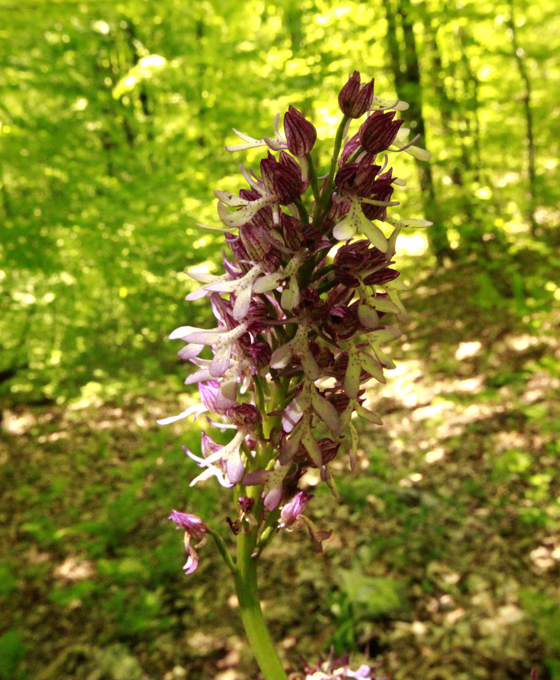 Image of Orchis purpurea ssp. caucasica specimen.