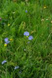 Cichorium intybus