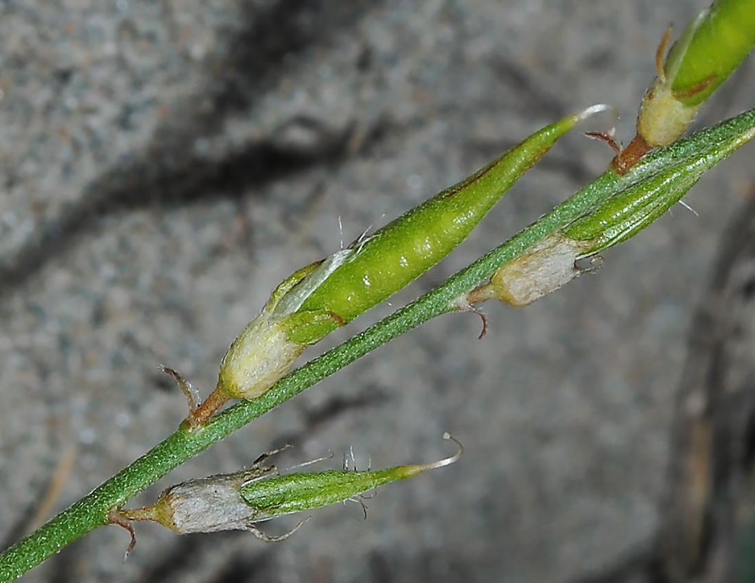 Image of Oxytropis teres specimen.