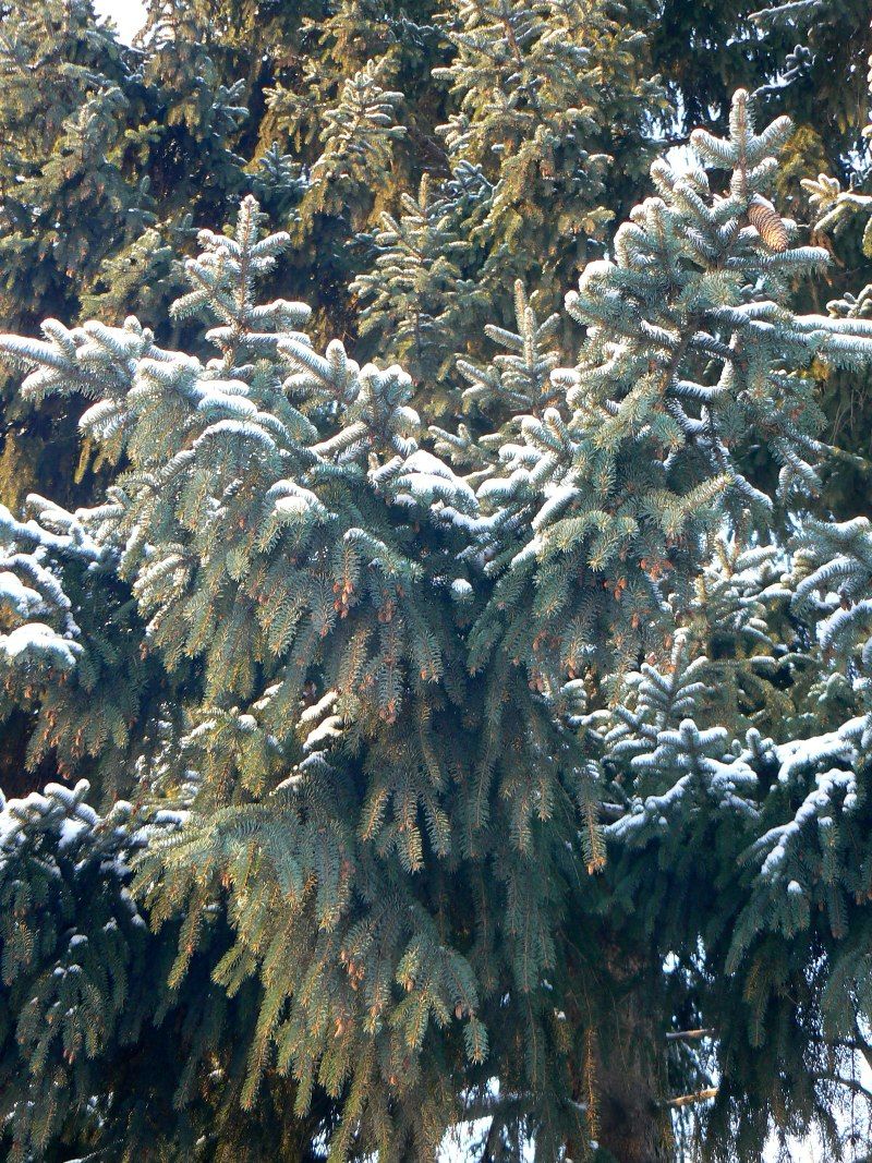 Image of Picea asperata specimen.