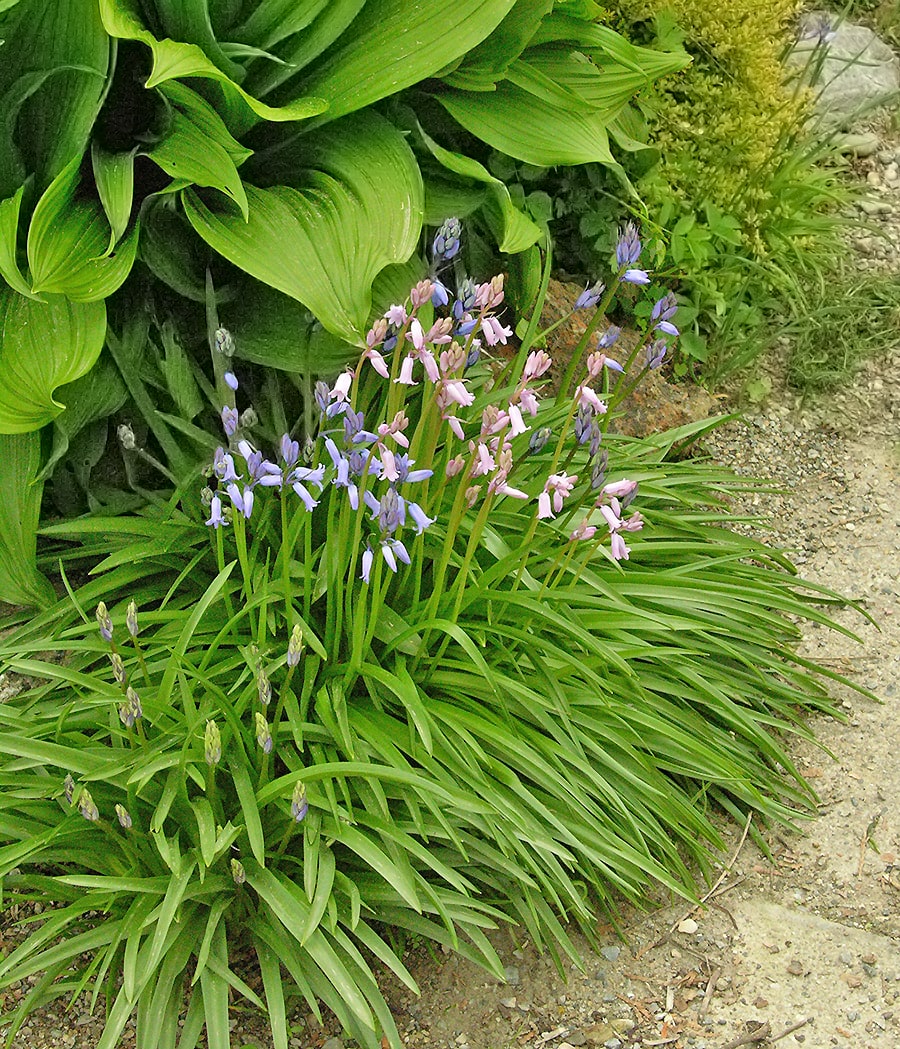 Image of Brimeura amethystina specimen.