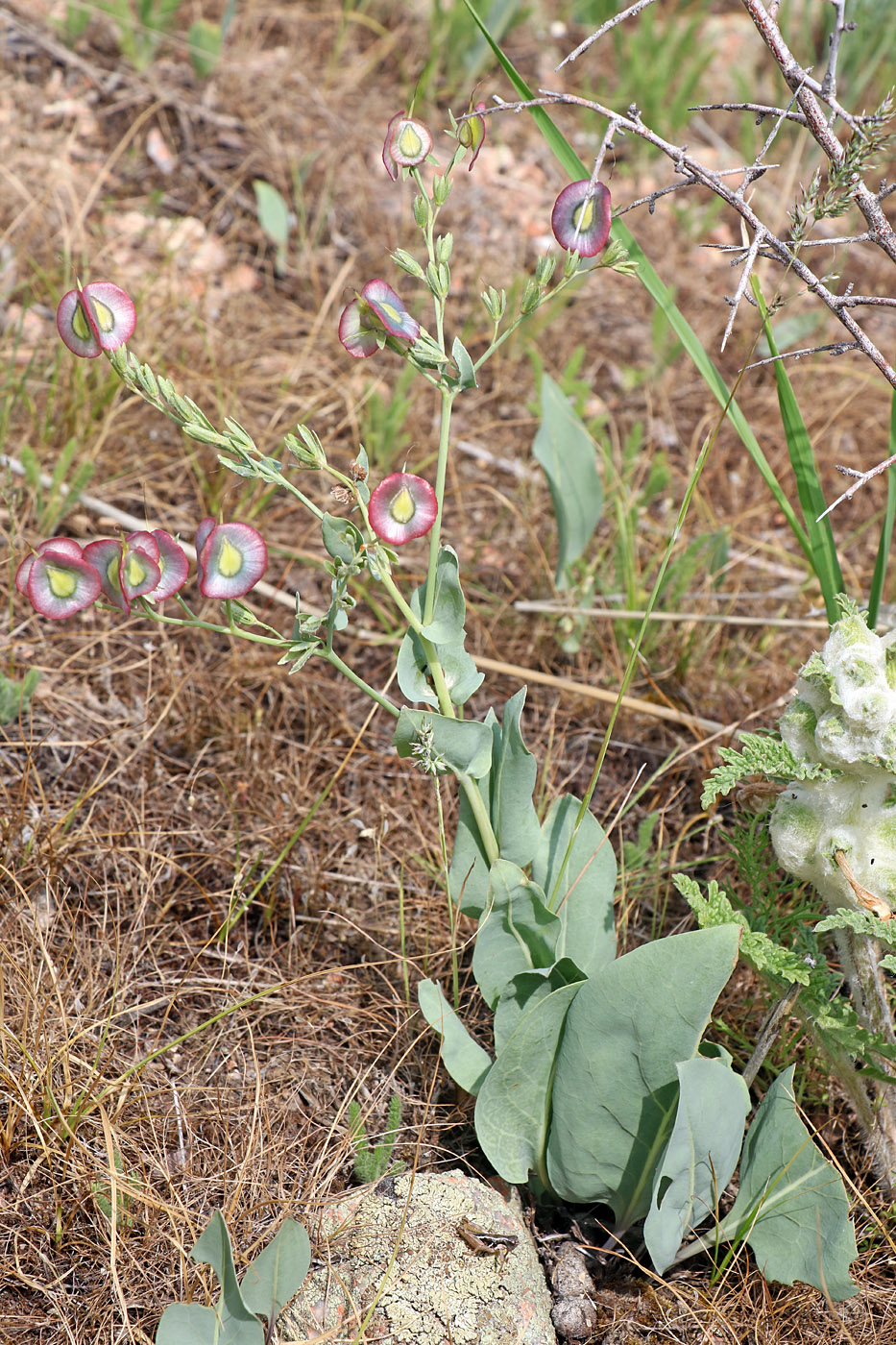 Image of Rindera tetraspis specimen.