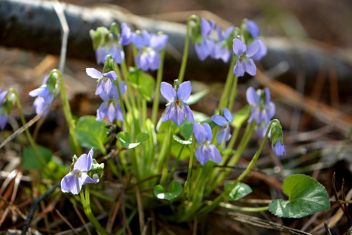 Изображение особи род Viola.