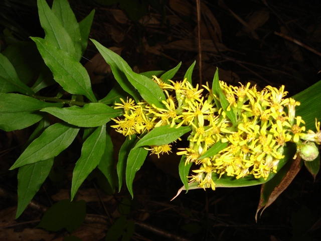 Image of Solidago virgaurea ssp. dahurica specimen.